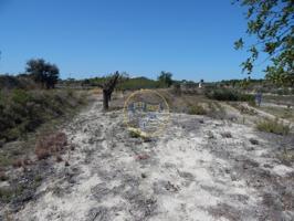 TERRENO EN PRODUCCIÓN CON PEQUEÑA CONSTRUCCIÓN EN PALOMAR(VALENCIA) photo 0