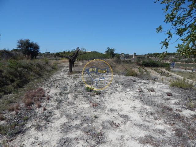 TERRENO EN PRODUCCIÓN CON PEQUEÑA CONSTRUCCIÓN EN PALOMAR(VALENCIA) photo 0