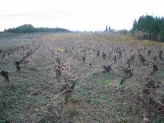 Terreno Urbanizable En venta en Cabañas Raras, Cabañas Raras photo 0