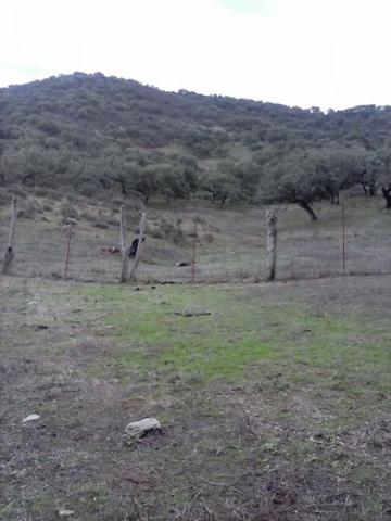 DEHESA 160 Has, GANADERA SIERRA DE HUELVA photo 0
