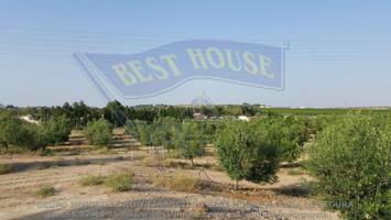 ++SE VENDEN PARCELAS DE 10.000M2 EN LAS TORRES DE COTILLAS++ photo 0