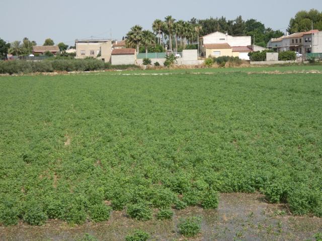++Terreno no urbano en Alguazas zona El Paraje++, 1513 m photo 0