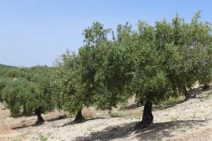 Olivar marteño a 1 pie photo 0