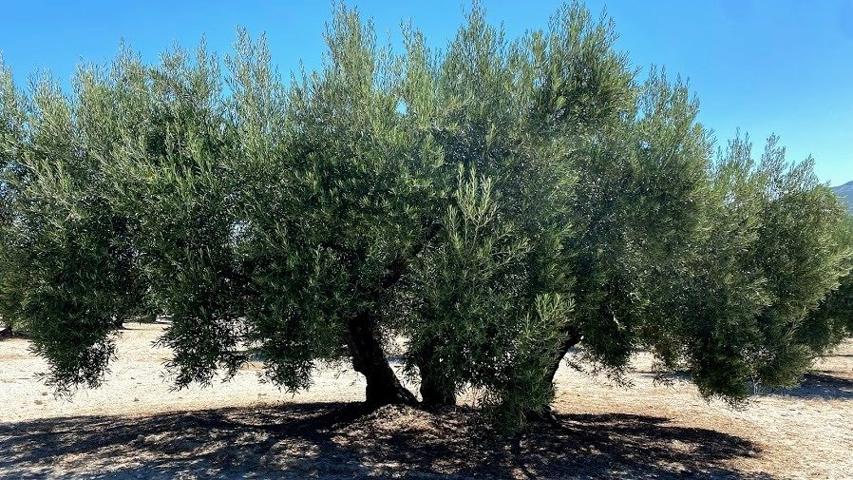 Finca de olivar cerca de Baena photo 0