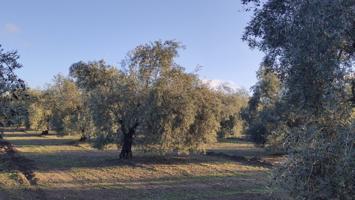 Muy buen olivar intensivo photo 0