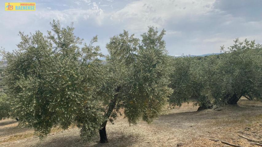 Finca de olivar en buena ubicación photo 0
