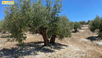 🏡 Olivar llano junto a carretera cerca de Baena 🌳 photo 0