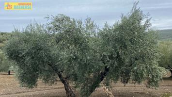 Olivar llano con muy buena tierra photo 0