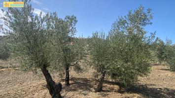 Finca de olivar tradicional a buen precio photo 0