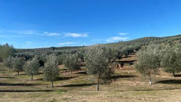 De la Tierra a la Botella: Tu Finca de Olivar con Almazara Exclusiva photo 0