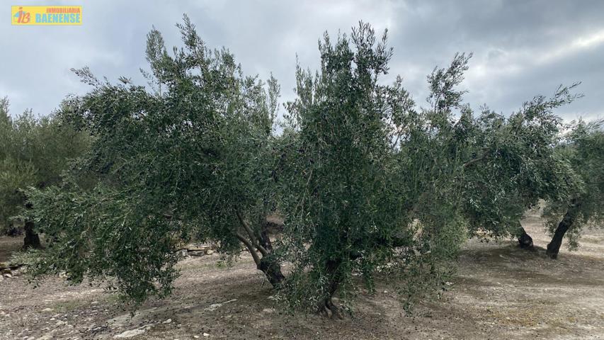 Finca de olivar en Nueva Carteya photo 0