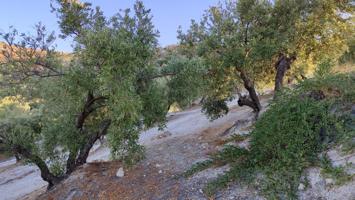 Olivar en venta photo 0