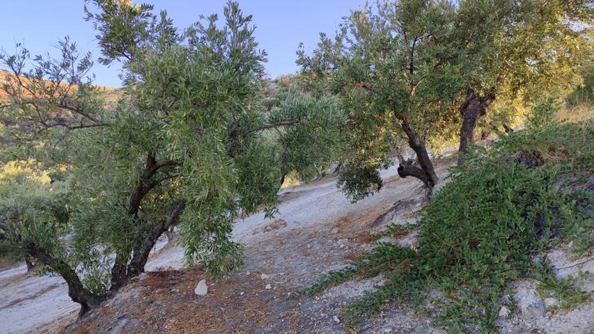 Olivar en venta photo 0