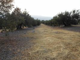 Agrícola En venta en Ruedo De Baena, Baena photo 0