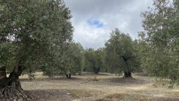 Finca de olivar tradicional con muy buen acceso photo 0