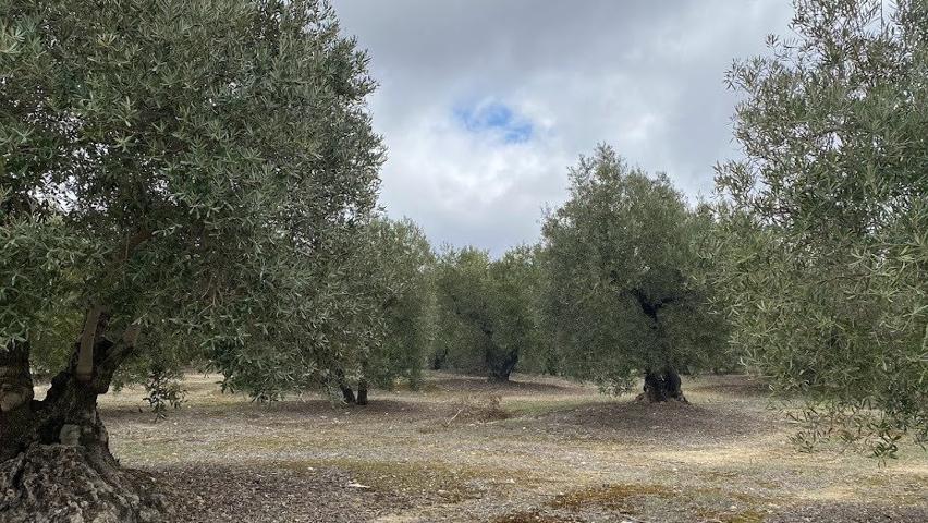 Finca de olivar tradicional con muy buen acceso photo 0