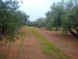 Finca en venta photo 0