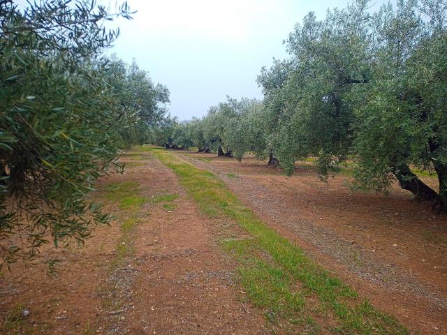 Finca en venta photo 0