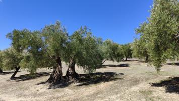 Venta de olivar photo 0
