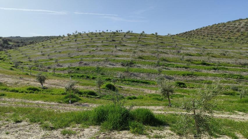Finca de olivar photo 0