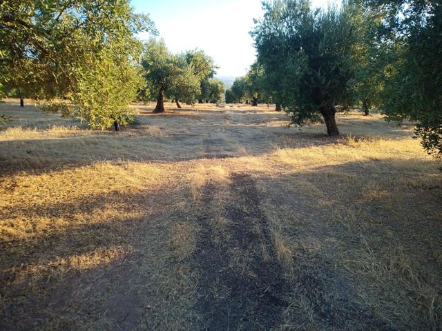 Finca de regadío en venta. photo 0