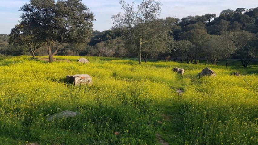 Parcela en venta en Urbanización Campomanes en Badajoz photo 0