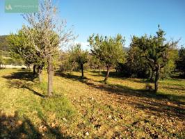 FINCA RÚSTICA TÉRMINO LLOSETA CON CONTADOR LUZ Y AGUA photo 0