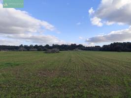 Finca edificable photo 0