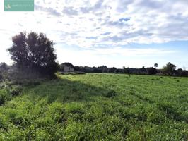 Finca en Santa Margalida con LUZ! photo 0