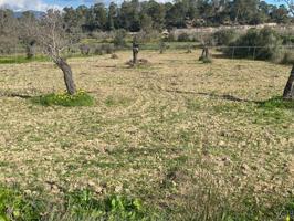 Se vende Terreno NO edificable en Marratxí photo 0