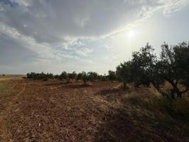 Parcela de Olivar en el término de Carmona!! photo 0