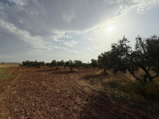 Parcela de Olivar en el término de Carmona!! photo 0