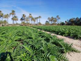 Finca rústica de gran extensión en Elche - Alicante photo 0