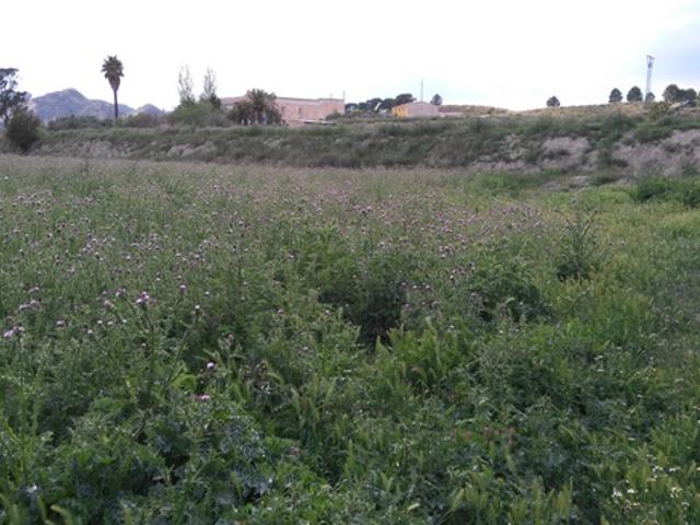 Terreno Urbanizable En venta en Calasparra, Calasparra photo 0