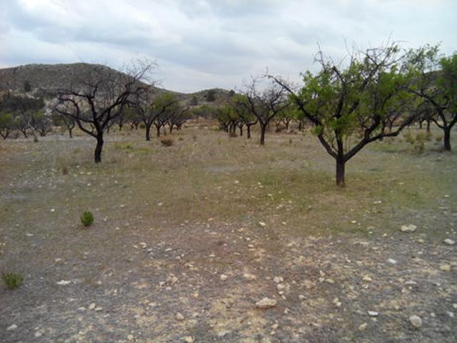 Terreno Urbanizable En venta en Calasparra, Calasparra photo 0