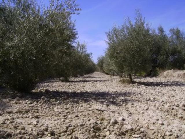 Terreno Urbanizable En venta en Calasparra, Calasparra photo 0