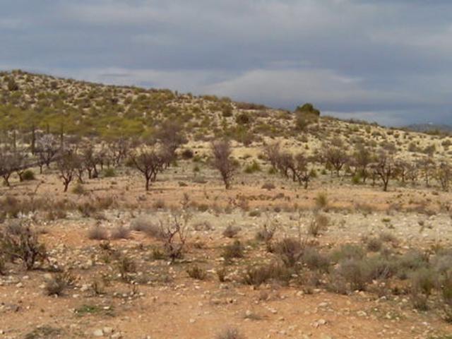 Terreno Urbanizable En venta en Calasparra, Calasparra photo 0