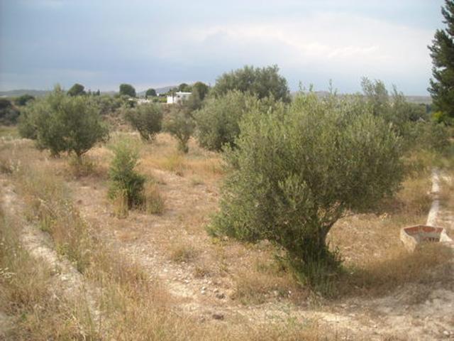 Terreno Urbanizable En venta en Calasparra, Calasparra photo 0