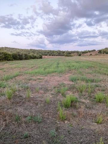 TERRENO NO URBANIZABLE EN MANACOR 101CP1265 photo 0