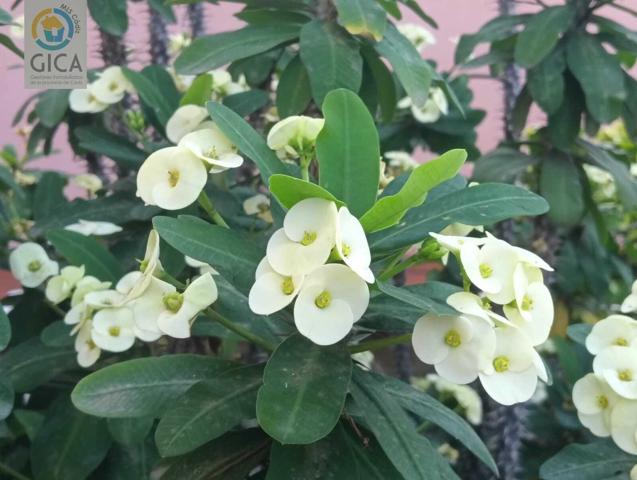 Fabuloso piso en buena zona en Algeciras photo 0