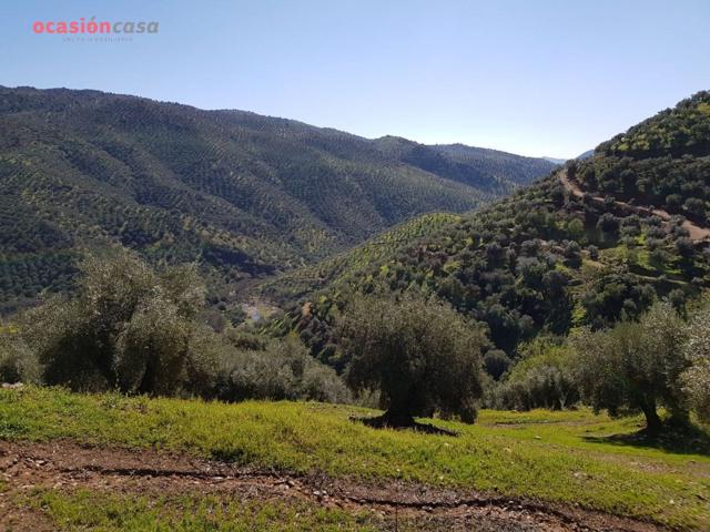 VENTA DE OLIVAR CON CORTIJO photo 0