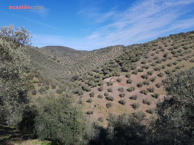 OLIVAR CON CORTIJO EN VENTA photo 0