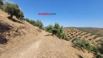 OLIVAR EN VENTA EN POZOBLANCO photo 0