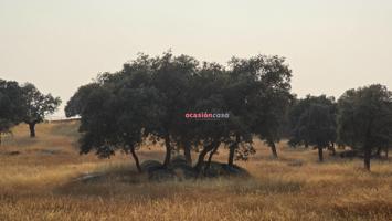 FINCA DE ENCINAS CON NAVE photo 0