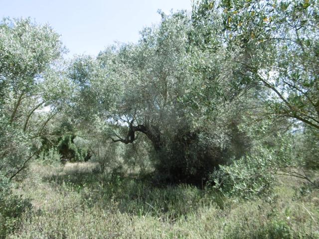 Finca grande con caseta y acceso desde camino asfaltado cerca de Vall d'Alba photo 0