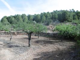 FINCA RUSTICA DE 11,8 HECTAREAS DE CULTIVO MEDITERRANEO EN ZONA ELS IBARSOS CON MASIA Y ALMACEN photo 0