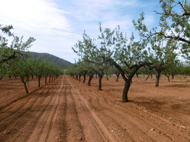 TERRENO RUSTICO CON CULTIVO DE ALMENDROS EN PLENA PRODUCCION photo 0