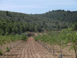 Finca grande cultivada con buen acceso y con posibilidad de construir vivienda photo 0