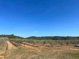 FINCA RUSTICA DE REGADIO CON ALJIBE DE 80.000 LITROS DE AGUA CON CULTIVO DE OLIVOS photo 0