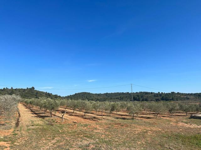FINCA RUSTICA DE REGADIO CON ALJIBE DE 80.000 LITROS DE AGUA CON CULTIVO DE OLIVOS photo 0